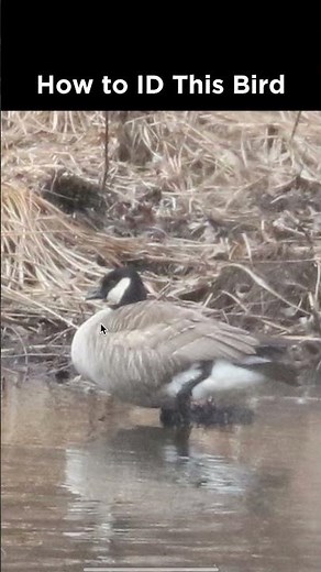 Can you identify this goose?