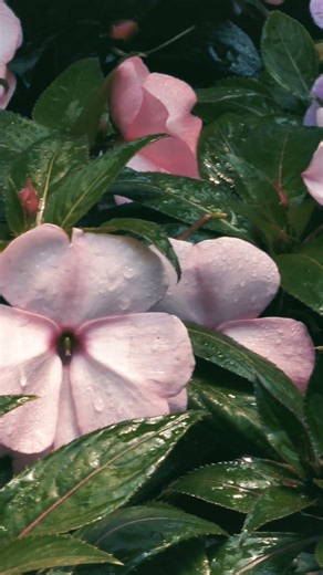 🌿 Beautiful Blossoms After the Rain | Peaceful Nature #4k #relaxation #nature #leaf