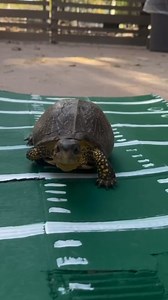 Adjusting our fantasy football team to include Peaches and Voldemort. 🏈✍️ #ZooMiami #NFL | Zoo Miami