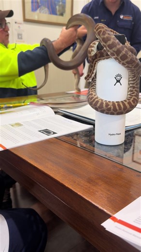 Slithering emerald elegance coils through shadows, eyes like ancient jewels gleaming with wild secrets. Hypnotic grace in every sinuous glide—nature’s living art. 🐍✨