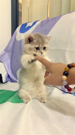 かわいい猫の癒し動画｜ねこの日常 #猫 #ねこ #cat #癒し #かわいい