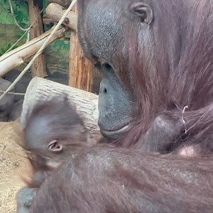 Mama and baby orangutan cuddles | Oregon Zoo