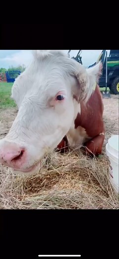 All of this is because of HER💕🥺#courtniescows #fyp #fypシ #foryou #cowsoftiktok #heartstrings #follow #cowmom #happycows #petcow