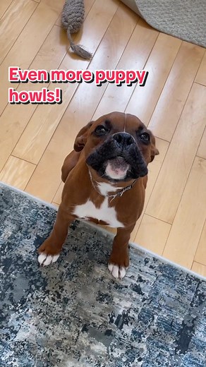 Some more of Rooney’s first howls 🥹 the second one is too cute lol #boxer #boxerdog #boxerpuppy #puppy #cute #doghowl #doghowling
