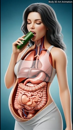 How the Body Digests Cucumber: Realistic Eating & Full Digestion Process Explained