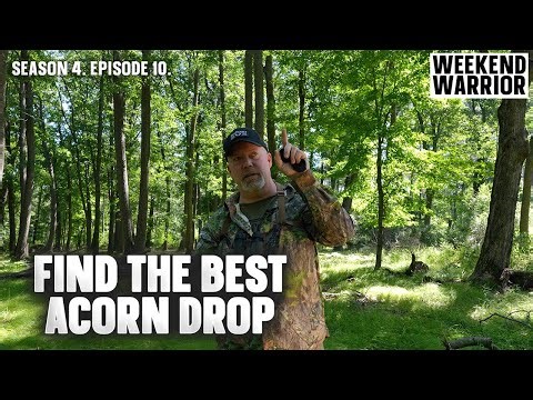 Scouting for Acorns and Red vs. White Oak Trees