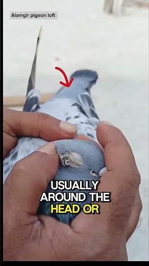 The Horrifying Life Cycle of Bot Flies