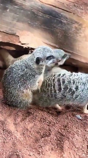 Mongoose – The Fearless Little Hunter | Amazing Animal Facts