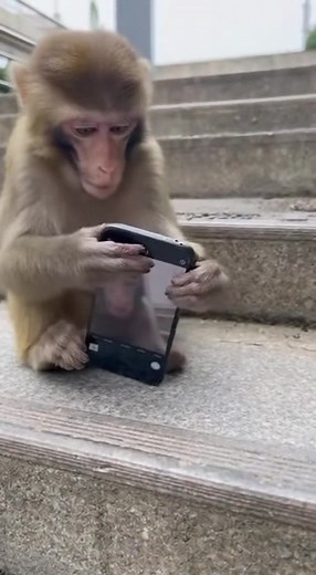 Monkey Steals Phone & Takes Selfies! 📱🐒😂 | Lost and Found