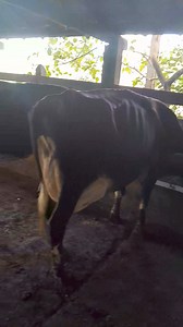 Lote de 31 vacas no Total 🐄🐄🐄 Sendo 18 paridas, 5 no pré parto, 8 de 7 meses de gestação 🐂🐂🐂 Muitas caças com cria ao pé ⏫️💯 Produção média de 19 Litros 🥛☕️ Santo Antônio da Alegria SP 🏠🏠🏠 Preço R$7.500,00 cada 2% pra levar 20 animais 💰💰💰 | Portal dos Criadores
