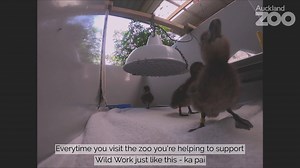 4.9K views · 209 reactions | Success! Three more rare pāteke...