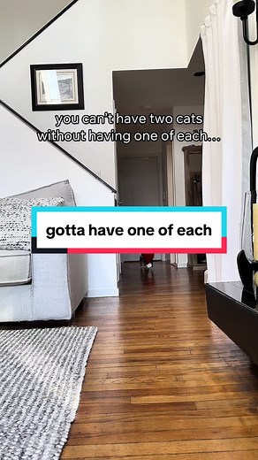 Funny Cats Compilation: Mr. White Christmas High on Crack Cat Meme