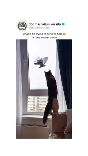 😂😂😂 #cat #memes