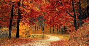 Pourquoi les feuilles changent-elles de couleur et tombent-elles en automne ?