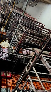 30K views · 293 reactions | We are gaining on new crate installs. We are never completely empty so we work on it as the schedule allows. #farrowinghouse #pig #farming #agriculture #thediversifiedfarmer | The Diversified Farmer | Facebook