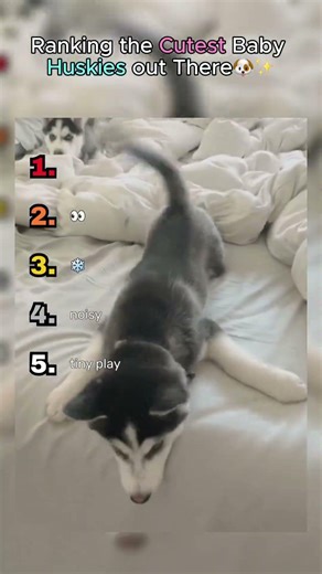 Baby Huskies are soooo adorable✨🐶