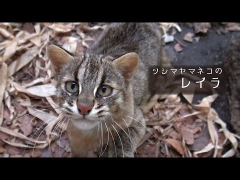 【東山動植物園公式】ツシマヤマネコのレイラ、トレーニング中《 ツシマヤマネコ 》