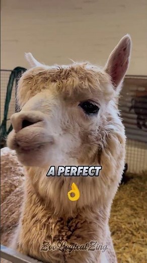 How Llamas Protect the Farm Like Ninjas