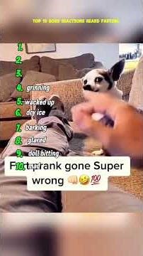 Top 10 dog reactions heard farting#funny #pets #dog#viral