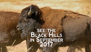 150K views · 3.7K reactions | September is going to be a great month in the Black Hills & Badlands!  As we inch closer to swapping out our swimsuits and beach towels for light jackets and boots, this time of year is ripe with colorful festivals, car shows, hayrides, food and drink fests, and more! Check out some of our top picks for the month ahead. | Black Hills | Facebook