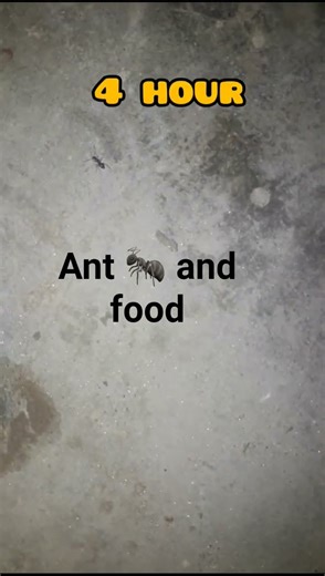 How does an ant find food?An ant finds food using these methods #shorts