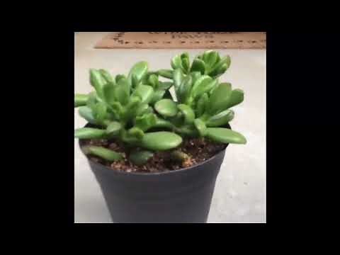My crassula collection and tips for caring for crassula plants