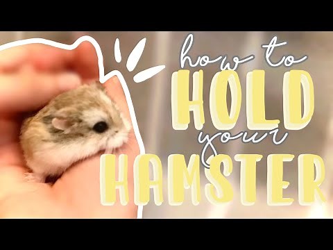 How to HOLD your HAMSTER! + Tips!!