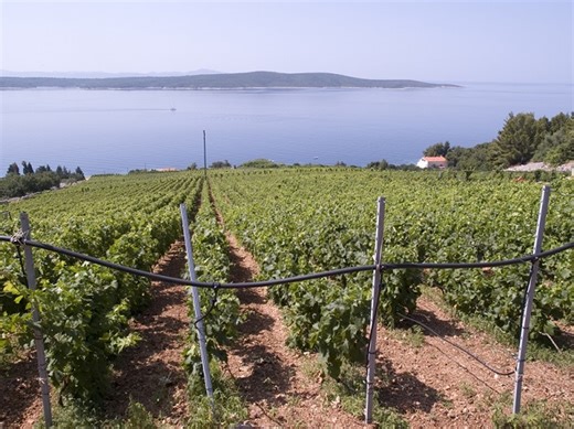 Hvar, the Island of Wine: Some Fun Facts - Total Croatia