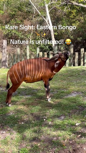Documenting one of the rarest sights in the world! 🌍 There are fewer than 150 Eastern Bongos left in the wild. Both males and females have these incredible spiral horns. This one was a little busy... but that's nature unfiltered! 😂🦒💦 Big Energy even when duty calls! #EasternBongo #ZooMiami #NatureUnfiltered #FloridaLife #BigEnergy