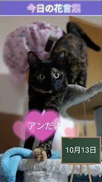 【花言葉】10月13日今日のお花は りんどう #花言葉 #保護猫 #Today's Flowers