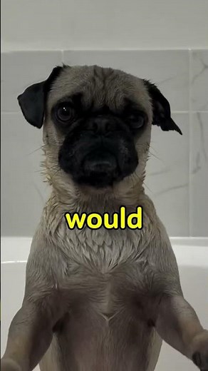 the cutest trap ever