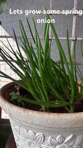 Spring onion in balcony. #gardening #gardeningideas #balconygardening #growingherbs