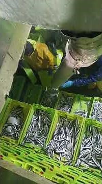 Pesca de anchoas desde el barco Kaximirona de Getaria