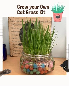 Hydroponic Cat Grass Grow Kit - Soil Free- Reusable- Non GMO, Grow Your Own Cat Grass, Sustainable and Eco-friendly - Etsy
