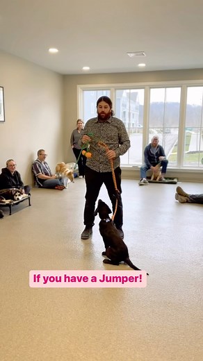 112K views · 5.8K reactions | If your dog jumps, this is the game for...