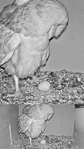 Nature We Must Protect 🦉 LIVE Ramat On Barn Owl Update
