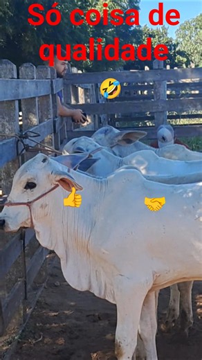Brejinho PE cattle market 👍🤝🤣