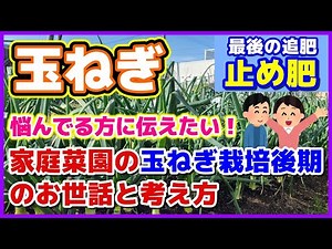 【悩んでる方へ】家庭菜園の玉ねぎ栽培後期のお世話と考え方／最後の追肥「止め肥」／早生玉ネギ／タマネギ収穫時期のサインの見定め方