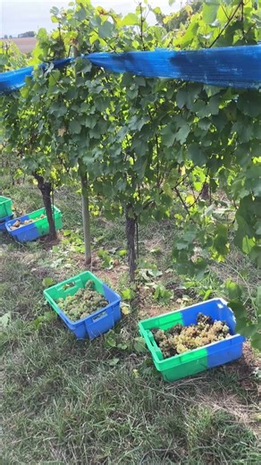 On est allé faire les vendanges dans la plus ancienne vigne de Normandie ! | ici Normandie (Calvados - Orne)