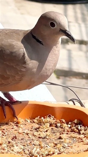 dove feeding time | #shorts #birdfeeding #dove