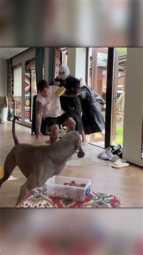 Funny Test: Dog Betrays Owner Instantly!