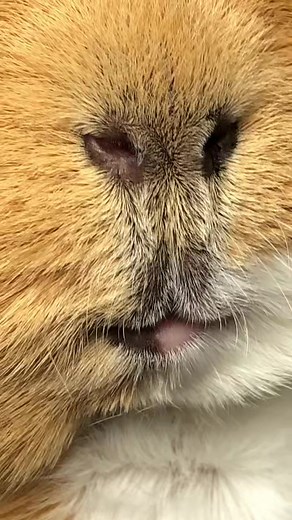 Hobnob and friends on TikTok