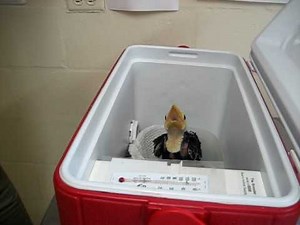 Feeding a Toco Toucan chick at the St. Augustine Alligator Farm
