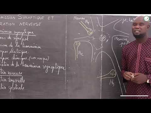 Course - Terminale S - SVT: Synaptic transmission and nervous integration / M. Gnasse