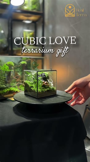 Cubic love - Terrarium gift #terrarium #healterra