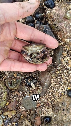 Rock flip SUPRISE! #coastalcolin