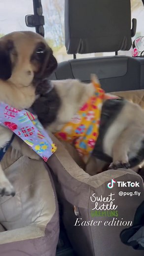 Pug Fly on TikTok