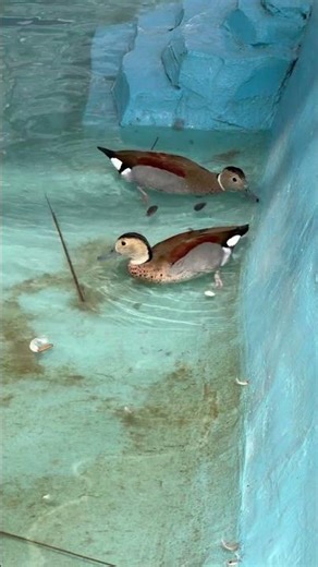 ringed teals DUCK #shorts