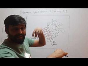Difference bw Cisternae & Tubules of E.R.