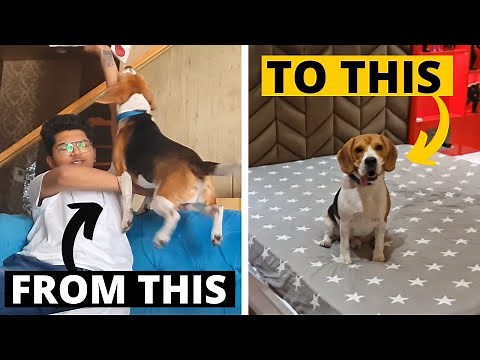 How to Deal with a Hyperactive Beagle